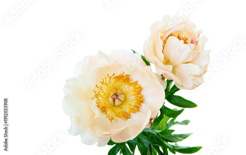 Fresh peony flowers