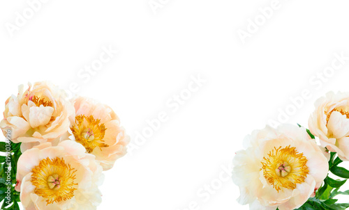 Fresh peony flowers