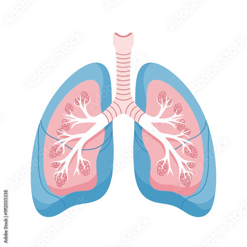Human Lungs Anatomy Illustration - Respiratory System, Trachea, Bronchi, Alveoli
