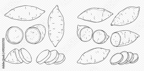 Sweet potato hand drawn sketch set. Whole, half, and sliced sweet potatoes. Vector illustration.