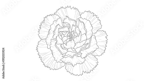 A detailed black and white line drawing of a carnation flower, showcasing its intricate petal structure and delicate ruffled edges.