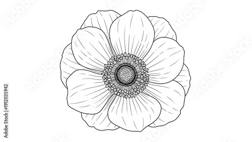 A detailed black and white line drawing of a single anemone flower, showcasing its delicate petals and intricate center.