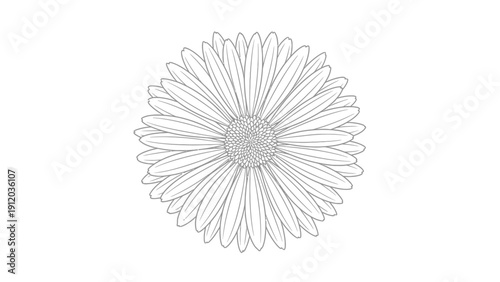 A detailed black and white line art illustration of a daisy flower head viewed from above on a clean white background.