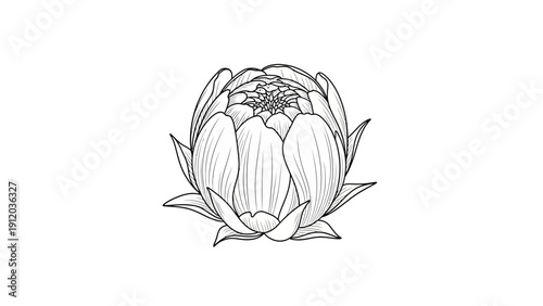 Detailed black and white line art illustration of a closed flower bud with numerous petals, showcasing intricate botanical drawing.