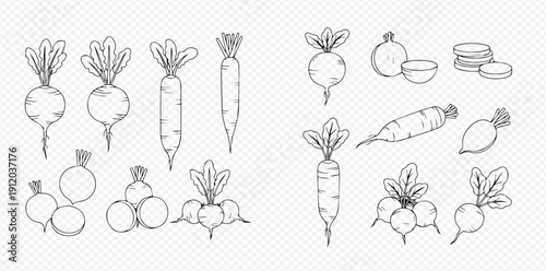 Hand-drawn sketch set of various fresh organic vegetables including radishes and carrots.