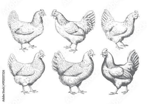 Engraved chicken illustrations in detailed hand drawn line art. Vintage hen collection.