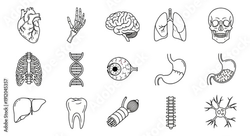 Outline Icons Set of Human Anatomy and Internal Organs for Biology, Medicine, and Science Education