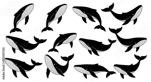 Killer whale orca silhouettes for marine themes