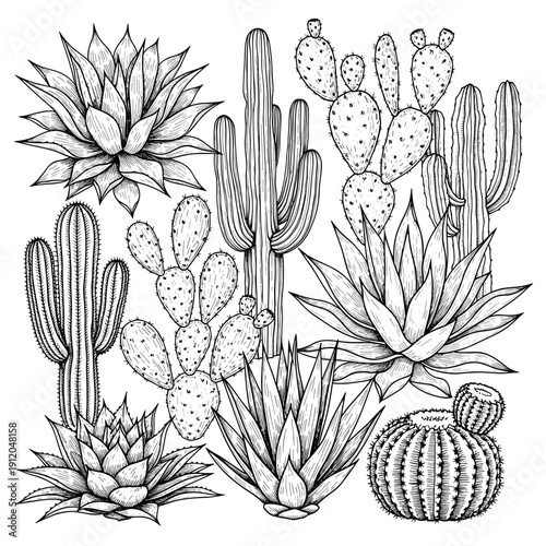 Detailed cactus and succulent plants sketch collection