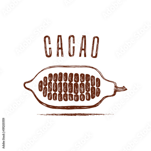 drawn cocoa fruit