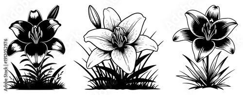 Easter lily flower and grass vector illustration in black and white silhouette style