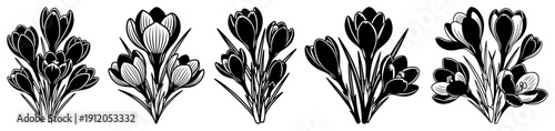 Collection of five hand drawn crocus flower bouquets in black and white botanical style