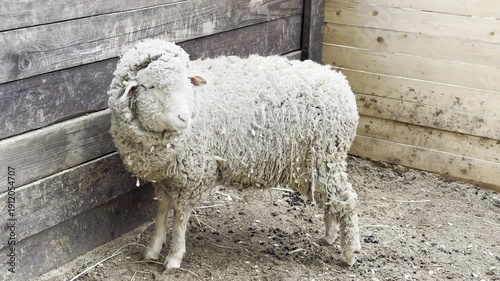 A white sheep stands in a pen and chews hay, its wool is rolled up and dirty.  on the background of a wooden fence