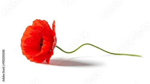 A red poppy flower with a gracefully curved green stem lying on a white surface with a subtle shadow