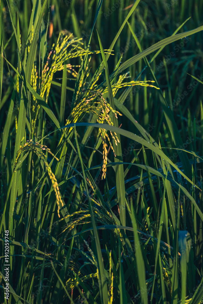 Obraz premium details of rice grains in the morning