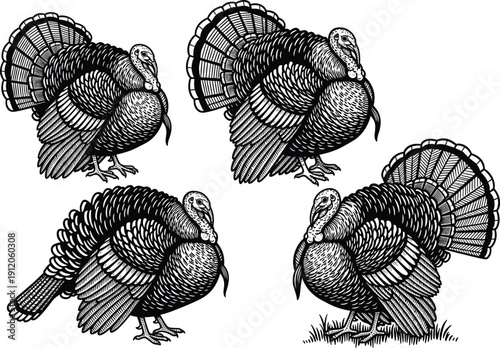 Black And White Vintage Style Vector Illustration Of Wild Turkeys Featuring Detailed Feathers And Engraving Texture For Thanksgiving Nature And Autumn Holiday Design Projects