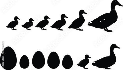 Black And White Vector Silhouette Set Showing The Growth Stages Of Ducks From Eggs To Small Ducklings And Adult Birds For Nature Education Projects