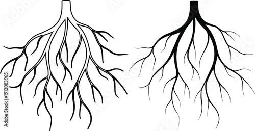 Abstract Tree Roots Vector Illustration – Organic Branching Nerve System Isolated on Transparent Background