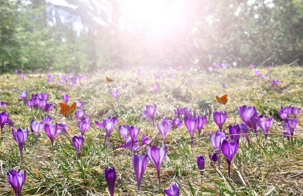Obraz premium Purple crocus flowers blooming on mountain meadow in sunset light with orange butterflies and copy space