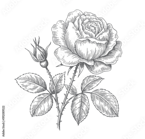 Engraved rose bloom with buds in detailed ink line art. Vintage botanical rose illustration in hand drawn style.