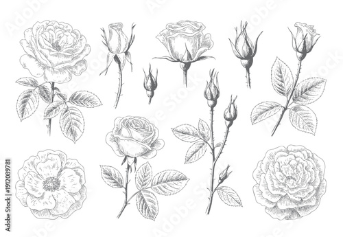 Vintage rose collection with leaves in botanical style. Engraved rose buds and blooms botanical style.