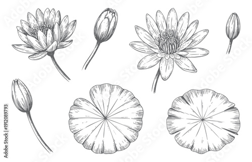 Vintage lotus bloom collection with botanical engraving detail. Antique lotus flower illustrations with fine engraved lines.