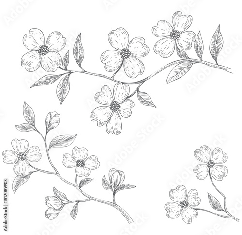 Dogwood flower branches ink engraving style.