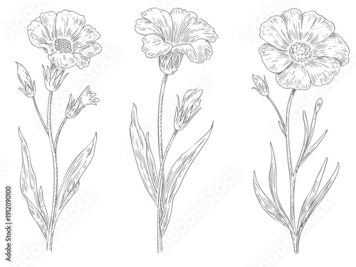 Vintage carnation flower illustration in botanical ink sketch.
