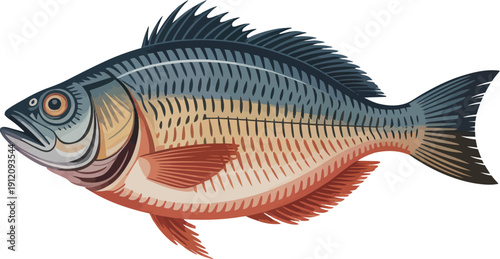 Detailed Vector Illustration of a Perch Fish with Blue and Orange Scales, Isolated on White Background