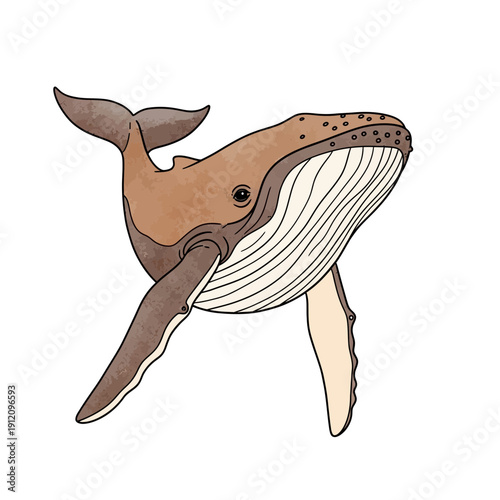 Humpback Whale Cartoon Illustration.