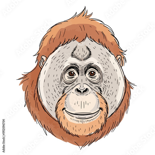 Illustration Orangutan Face Closeup Portrait.