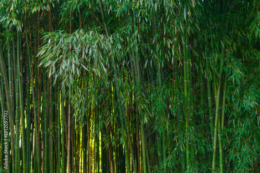 Fototapeta premium nature background, bamboo forest closeup