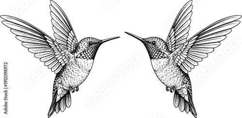 Two hummingbird illustrations in black-and-white line art, facing each other symmetrically with detailed feathers and wings spread wide.