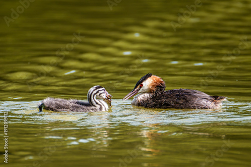 Great Crested Grebe, Podiceps cristatus has caught a fish. An adult bird feeds its young chick.
