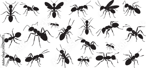 collection of various black ant silhouettes, multiple poses, including top down views, side profiles, and walking positions. vector illustrations