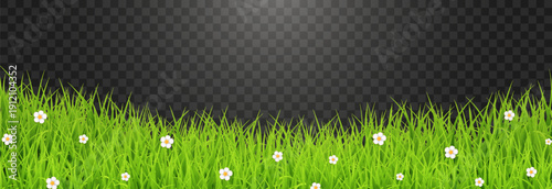 Green Grass Border with White Daisies Transparent PNG – Spring Meadow Vector Overlay