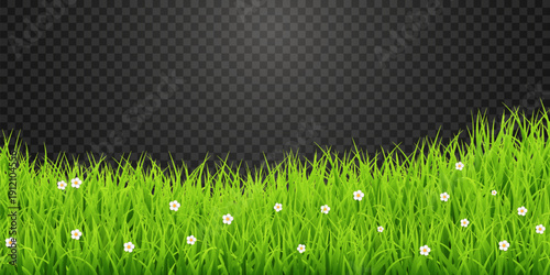 Green Grass Border with White Daisies Transparent PNG – Spring Meadow Vector Overlay
