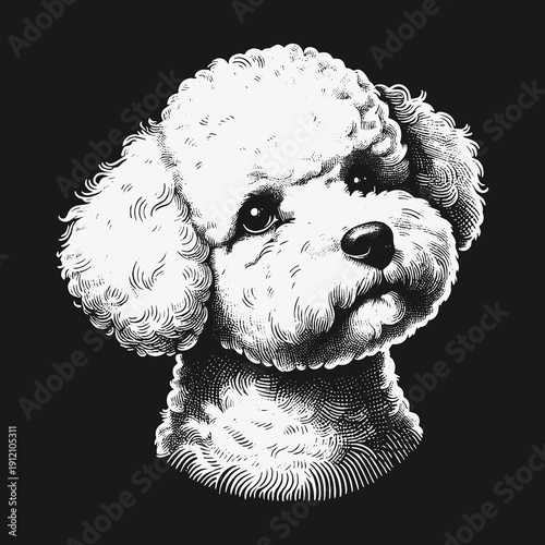 Detailed Portrait of a White Poodle with Curly Fur.