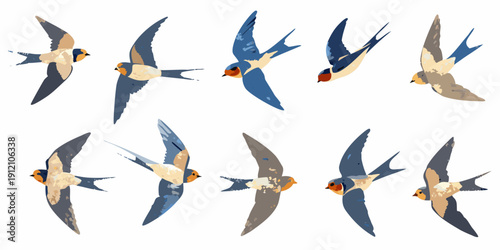 A collection of swallows in various flight poses depicted in a vector style