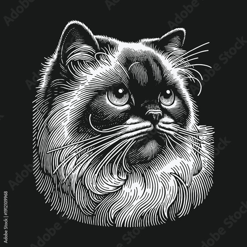 Detailed Engraving of a Himalayan Cat with Intense Gaze.