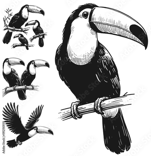 Black  White Toucan Art linework sketch hand drawn pen drawing vector illustration svg
