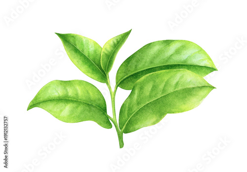Young green tea branch with fresh leaves. Minimal botanical watercolor illustration isolated on white background. Natural herbal concept for packaging, wellness branding, organic lifestyle