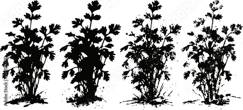 black silhouette of parsley plants growing in soil with detailed leaves and stems