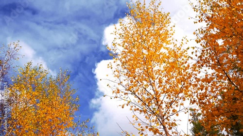 Wallpaper Mural Golden Autumn Trees with Blue Sky and White Clouds Torontodigital.ca