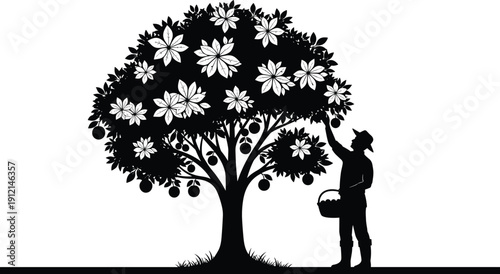 Black vector silhouette of a farmer picking ripe fruit from a large leafy tree with blossoms for orchard agriculture nature and harvest, (22 words)