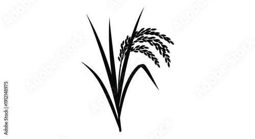 A stylized black and white illustration depicts a sprig of ripe rice showcasing its grains and slender leaves