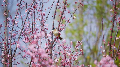 Wallpaper Mural Bird Perched on Cherry Blossom Branches Torontodigital.ca