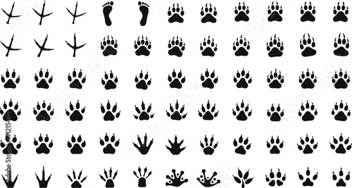 Animal and human footprints, bird tracks, paw prints, reptile silhouettes, educational illustration, vector art, wildlife tracking design