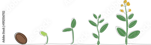 Hand drawn continuous line art illustration of plant growth stages from seed to blooming flower isolated on white background for organic branding and nature concepts