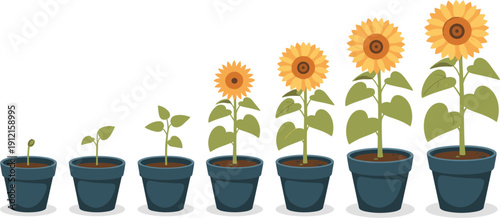 Progressive stages of sunflower growth in pots from seed and sprout to blooming flower, plant life cycle vector illustration isolated on white background.